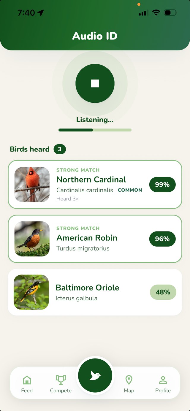 Pipit Audio ID listening for birds