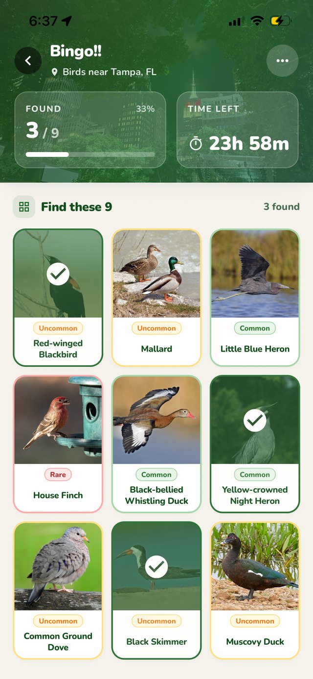 Bird Blockout game board